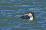 Common Loon_43218